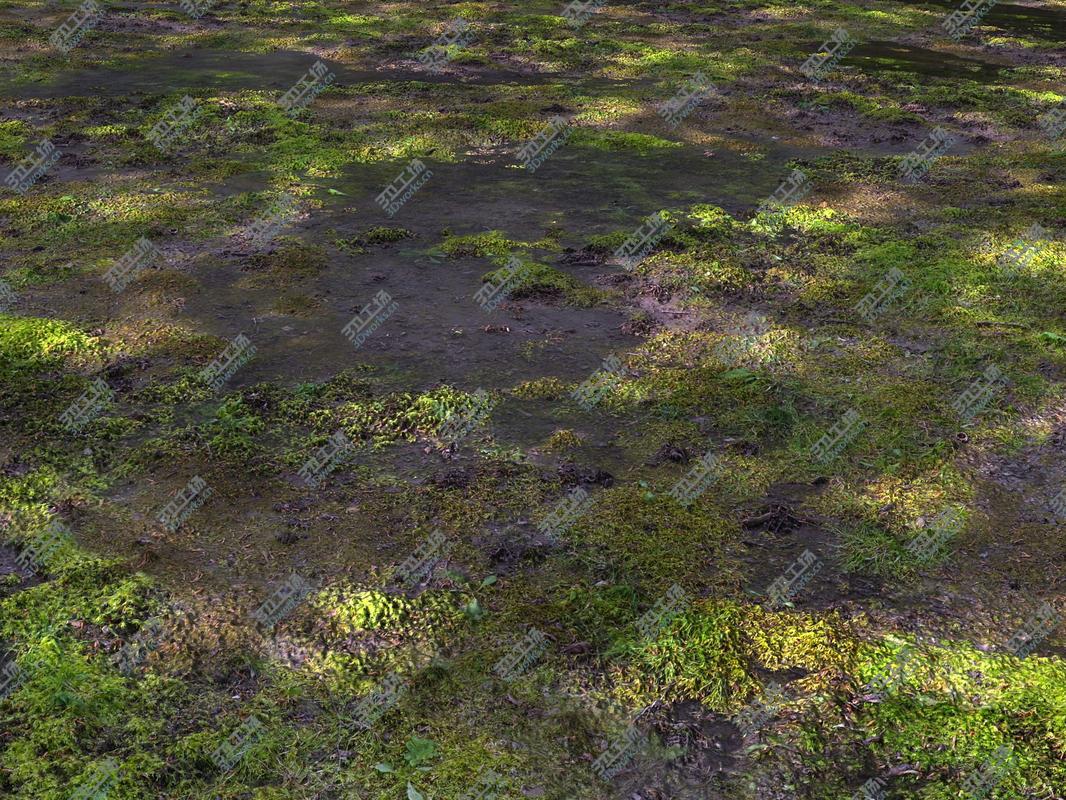 images/goods_img/202104091/Forest ground 16K Ultra HD/4.jpg